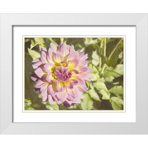 Garden Dahlias II White Modern Wood Framed Art Print with Double Matting by Johnson, George