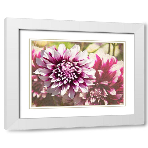 Garden Dahlias III White Modern Wood Framed Art Print with Double Matting by Johnson, George