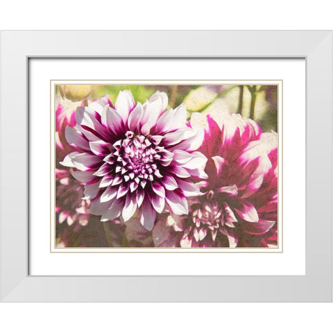 Garden Dahlias III White Modern Wood Framed Art Print with Double Matting by Johnson, George