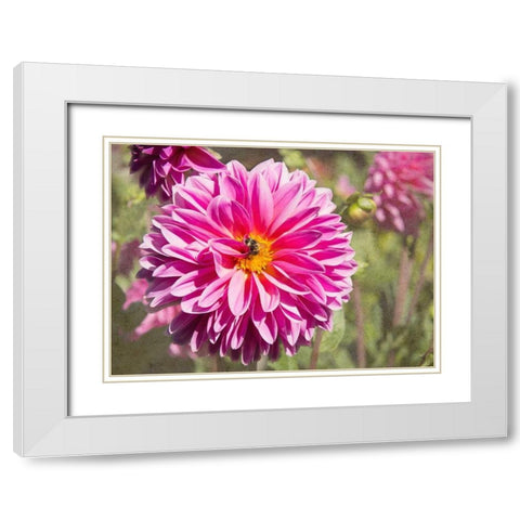 Garden Dahlias IV White Modern Wood Framed Art Print with Double Matting by Johnson, George
