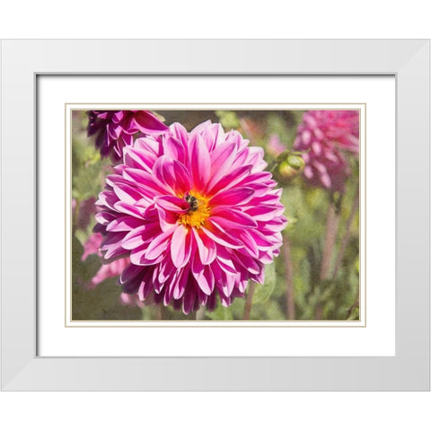 Garden Dahlias IV White Modern Wood Framed Art Print with Double Matting by Johnson, George