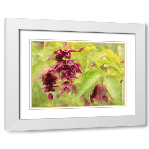 Red Berries and Green Leaves White Modern Wood Framed Art Print with Double Matting by Johnson, George