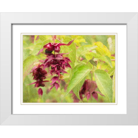 Red Berries and Green Leaves White Modern Wood Framed Art Print with Double Matting by Johnson, George