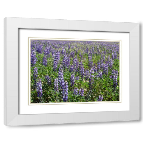 Field of Lupens White Modern Wood Framed Art Print with Double Matting by Johnson, George