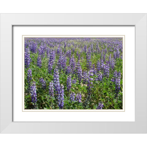 Field of Lupens White Modern Wood Framed Art Print with Double Matting by Johnson, George