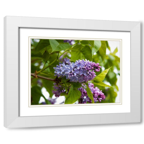 Karens Lilac White Modern Wood Framed Art Print with Double Matting by Johnson, George