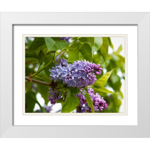 Karens Lilac White Modern Wood Framed Art Print with Double Matting by Johnson, George