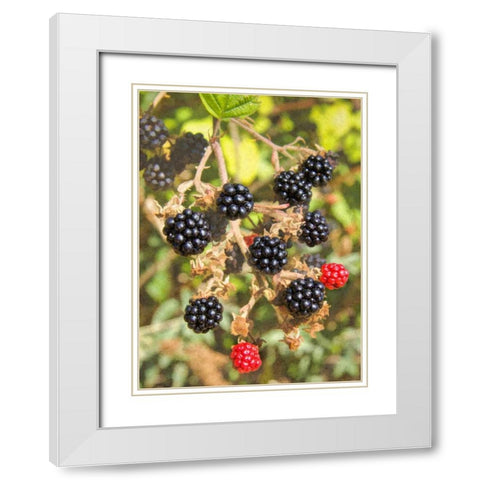 Geroges Wild Berries White Modern Wood Framed Art Print with Double Matting by Johnson, George