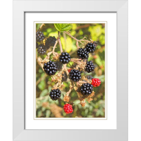 Geroges Wild Berries White Modern Wood Framed Art Print with Double Matting by Johnson, George