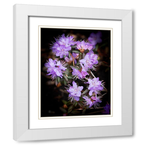Small Purple Rhododendron White Modern Wood Framed Art Print with Double Matting by Johnson, George