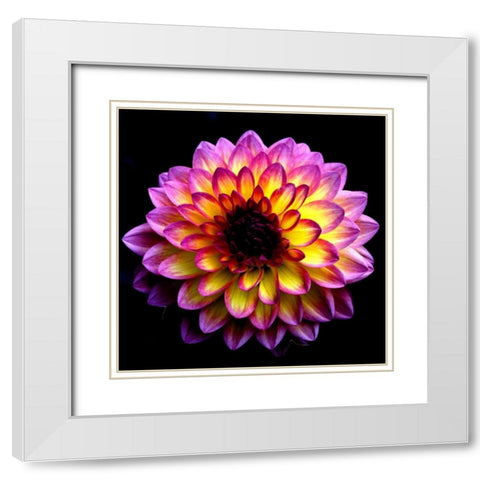 Dahlia White Modern Wood Framed Art Print with Double Matting by Leahy, Ike