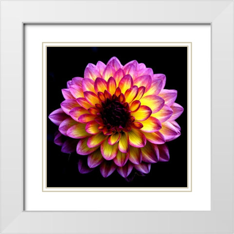 Dahlia White Modern Wood Framed Art Print with Double Matting by Leahy, Ike