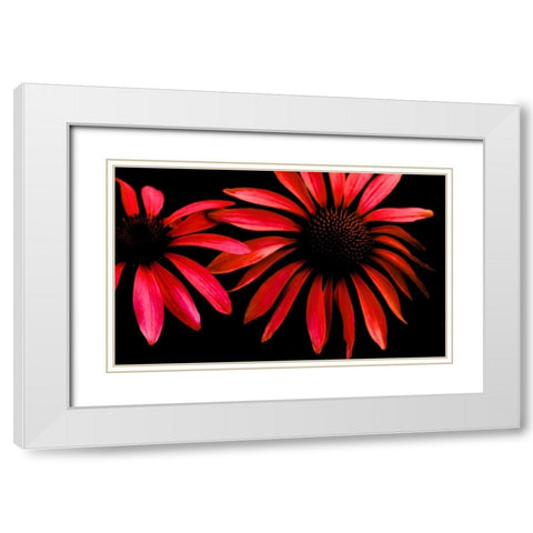 Red Echinacea White Modern Wood Framed Art Print with Double Matting by Leahy, Ike