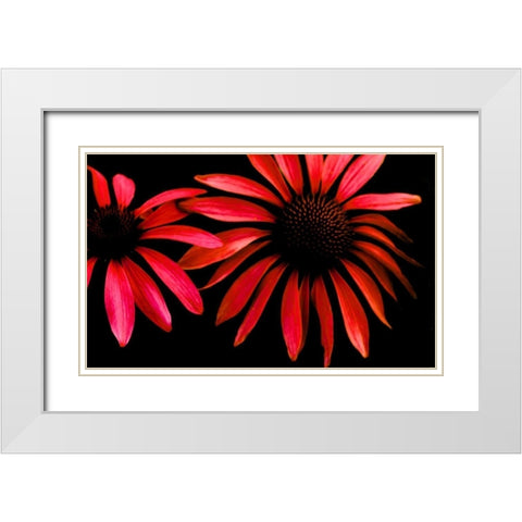 Red Echinacea White Modern Wood Framed Art Print with Double Matting by Leahy, Ike