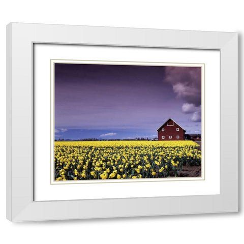 Barn in Daffodils White Modern Wood Framed Art Print with Double Matting by Leahy, Ike