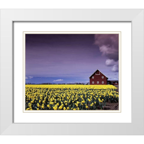 Barn in Daffodils White Modern Wood Framed Art Print with Double Matting by Leahy, Ike