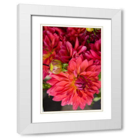 Fuschia Dalhia II White Modern Wood Framed Art Print with Double Matting by Love, Maureen
