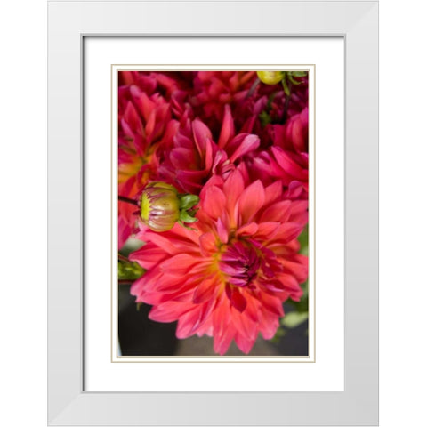 Fuschia Dalhia II White Modern Wood Framed Art Print with Double Matting by Love, Maureen