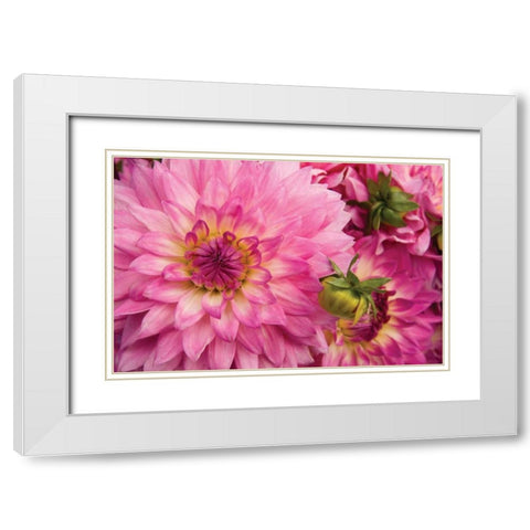 Pink Dalhia II White Modern Wood Framed Art Print with Double Matting by Love, Maureen