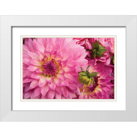 Pink Dalhia II White Modern Wood Framed Art Print with Double Matting by Love, Maureen
