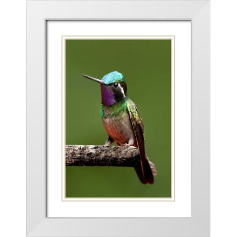 Hummingbird VI White Modern Wood Framed Art Print with Double Matting by Malvin, Larry