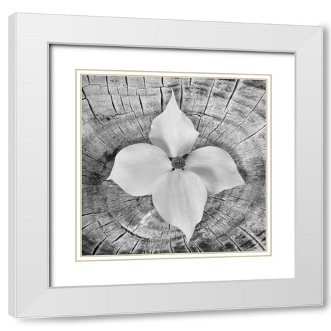 Bloom I White Modern Wood Framed Art Print with Double Matting by Mahan, Kathy