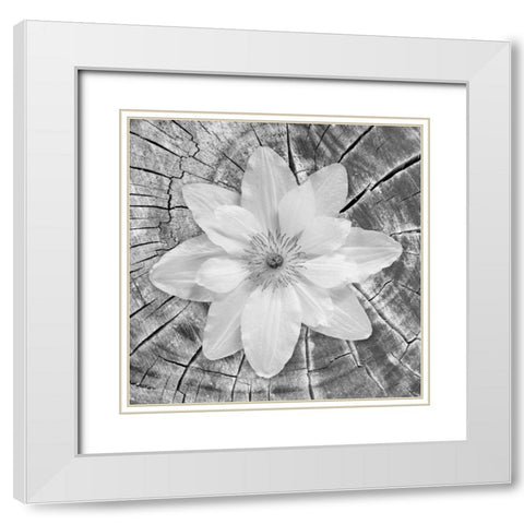 Bloom II White Modern Wood Framed Art Print with Double Matting by Mahan, Kathy