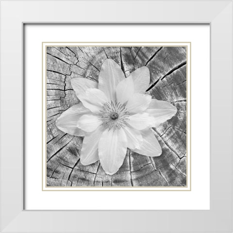 Bloom II White Modern Wood Framed Art Print with Double Matting by Mahan, Kathy