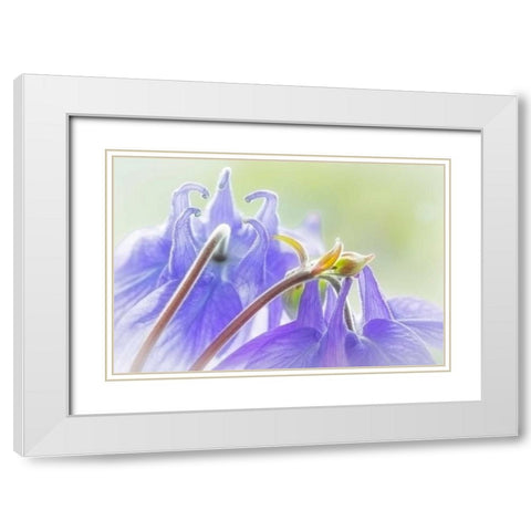 Columbine Flowers II White Modern Wood Framed Art Print with Double Matting by Mahan, Kathy