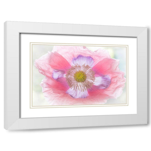 Poppy Hih Key II White Modern Wood Framed Art Print with Double Matting by Mahan, Kathy