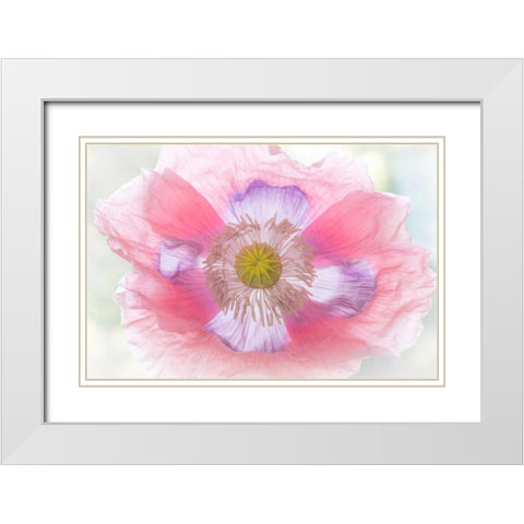Poppy Hih Key II White Modern Wood Framed Art Print with Double Matting by Mahan, Kathy