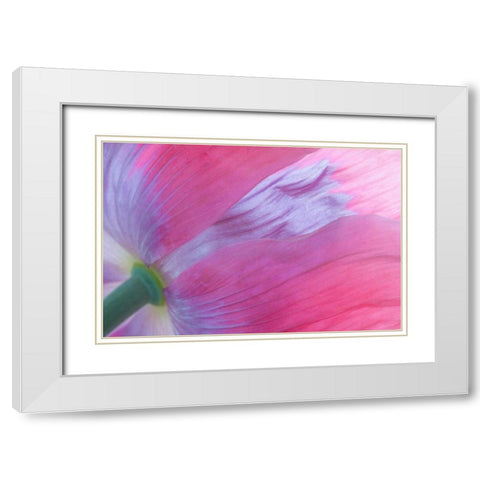 Pink Poppy I White Modern Wood Framed Art Print with Double Matting by Mahan, Kathy