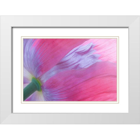 Pink Poppy I White Modern Wood Framed Art Print with Double Matting by Mahan, Kathy