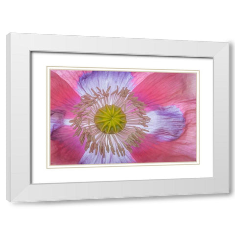 Pink Poppy II White Modern Wood Framed Art Print with Double Matting by Mahan, Kathy