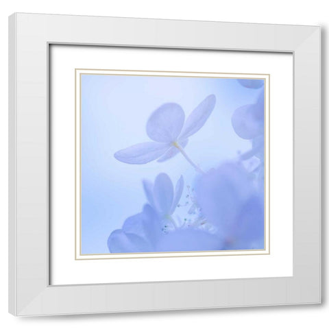 Hydrangea Blossom II White Modern Wood Framed Art Print with Double Matting by Mahan, Kathy