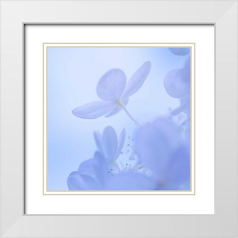 Hydrangea Blossom II White Modern Wood Framed Art Print with Double Matting by Mahan, Kathy