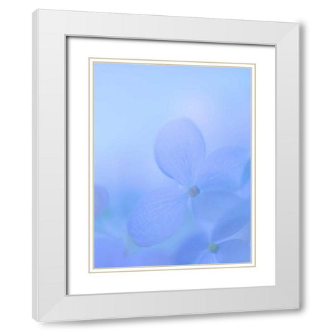 Hydrangea Paniculata I White Modern Wood Framed Art Print with Double Matting by Mahan, Kathy
