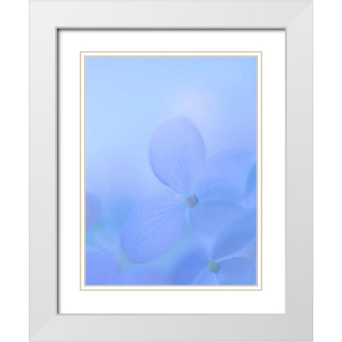 Hydrangea Paniculata I White Modern Wood Framed Art Print with Double Matting by Mahan, Kathy