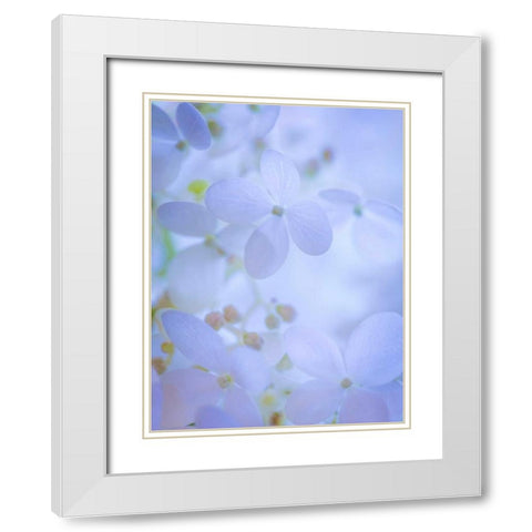 Hydrangea Paniculata II White Modern Wood Framed Art Print with Double Matting by Mahan, Kathy