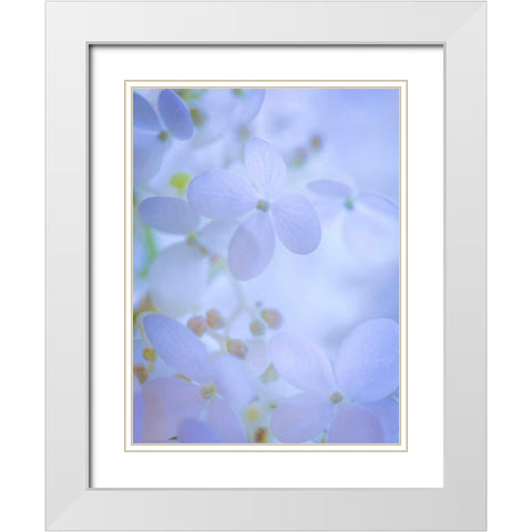 Hydrangea Paniculata II White Modern Wood Framed Art Print with Double Matting by Mahan, Kathy