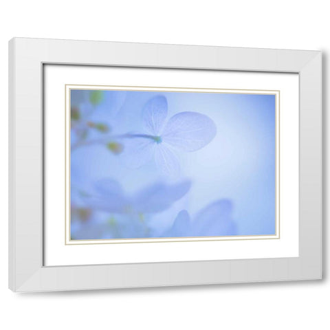 Lime Light Hydrangea III White Modern Wood Framed Art Print with Double Matting by Mahan, Kathy
