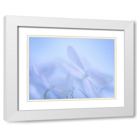 Lime Light Hydrangea IV White Modern Wood Framed Art Print with Double Matting by Mahan, Kathy