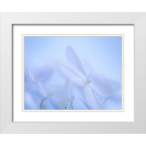 Lime Light Hydrangea IV White Modern Wood Framed Art Print with Double Matting by Mahan, Kathy