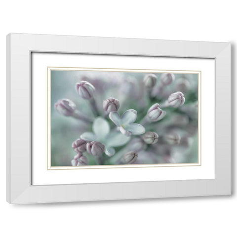 Lilac Blossom I White Modern Wood Framed Art Print with Double Matting by Mahan, Kathy