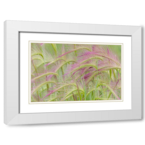 Foxtail Barley II White Modern Wood Framed Art Print with Double Matting by Mahan, Kathy