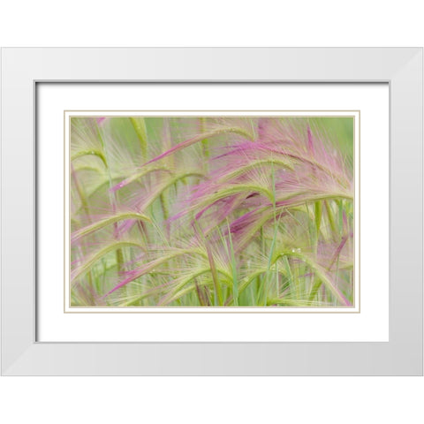 Foxtail Barley II White Modern Wood Framed Art Print with Double Matting by Mahan, Kathy
