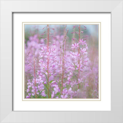 Fireweed II White Modern Wood Framed Art Print with Double Matting by Mahan, Kathy