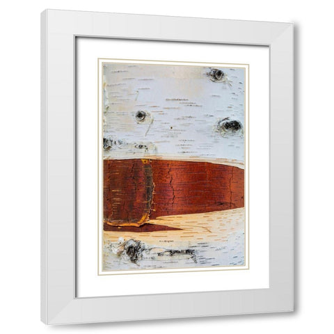 Paper Birch White Modern Wood Framed Art Print with Double Matting by Mahan, Kathy
