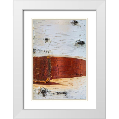 Paper Birch White Modern Wood Framed Art Print with Double Matting by Mahan, Kathy