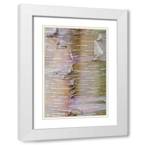 Birch Bark White Modern Wood Framed Art Print with Double Matting by Mahan, Kathy